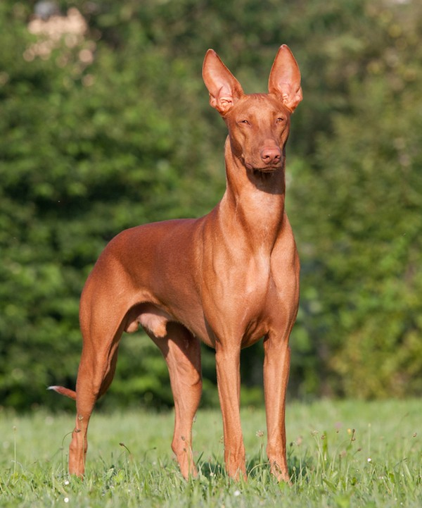 Pharaoh-Hound-Images.jpg