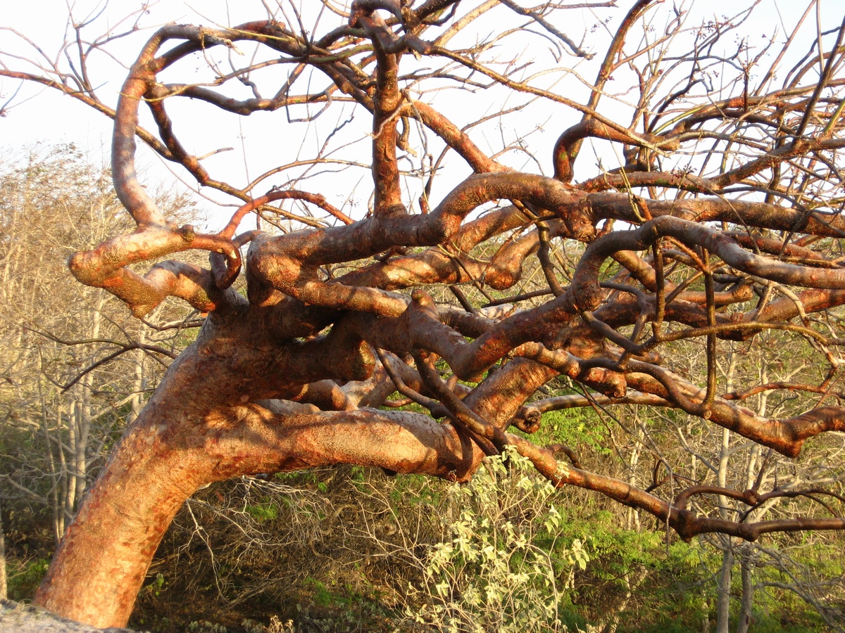 cool%20tree%202.jpg