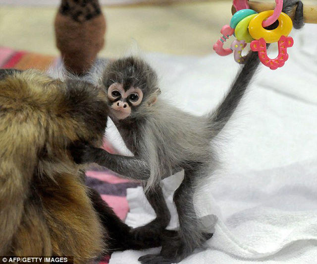 The+Cutest+Little+Baby+Monkey+Funny+Images+%25281%2529.jpg
