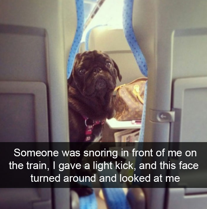 animal-snapchats-70.jpg