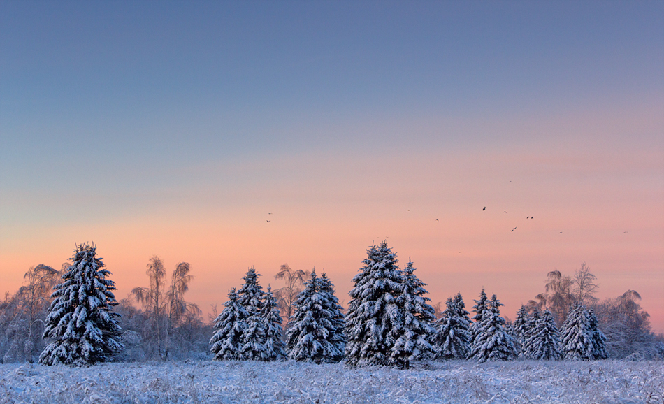 snowy_trees_and_the_birds_by_deingel-d39wxun.jpg