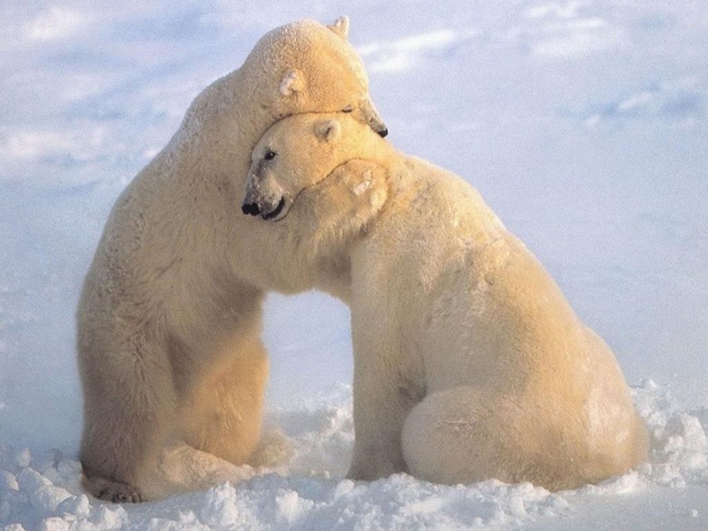 bear-hug.jpg
