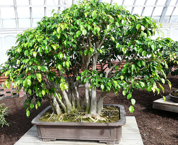 ficus_bonsai_tree4.jpg