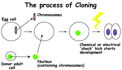 katarney11_cloning_figure_3.gif