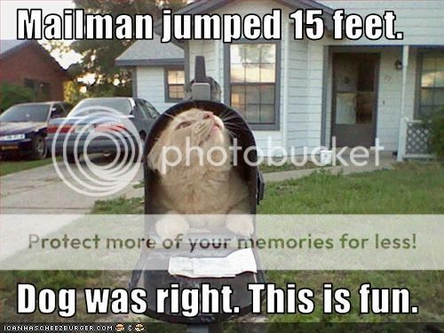 kittymailbox.jpg~original