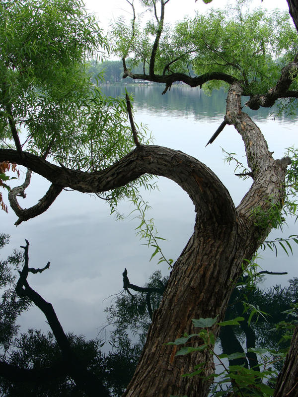twisted_tree_by_cbettenbender.jpg