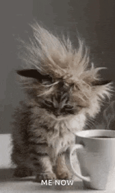 good-morning-goodmorning.gif