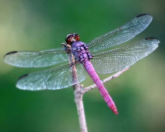 dragonfly-for-web.jpg