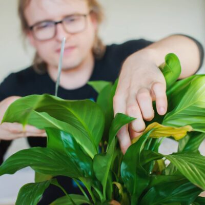 How to Take Care of Indoor Plants: Pest and Disease Management