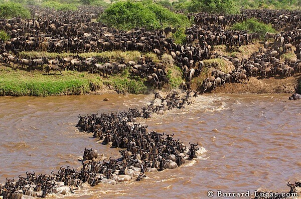 wildebeest_migration_curve.jpg