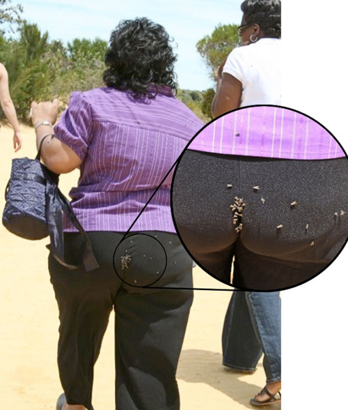 Funny-Pictures-Flies-on-ass.jpg