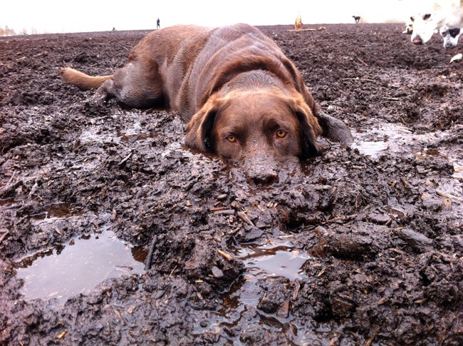 labrador-dirt-mud-funny.jpg