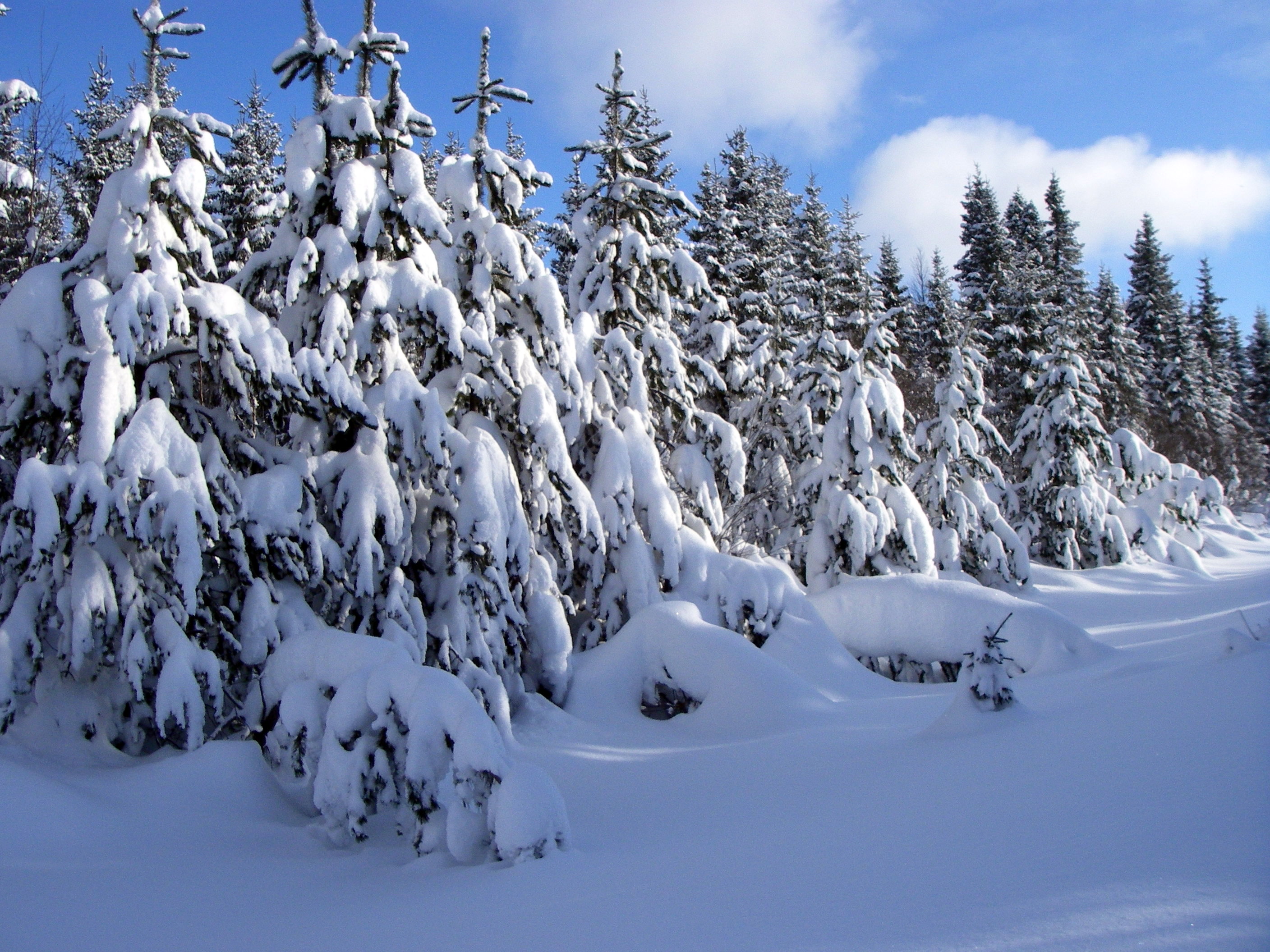 pines-in-snow.jpg