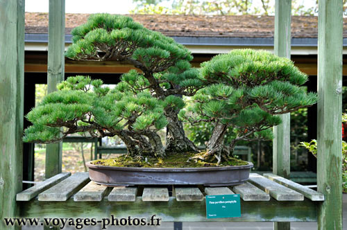 arbre-bonsai02.jpg