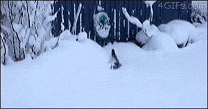 daily_gifdump_841_24.gif