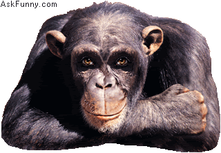 1530-animal-ape-wink-and-thumbs-up.gif
