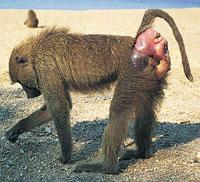 baboon_200.jpg