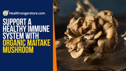 Support a healthy immune system with Organic Maitake Mushroom
