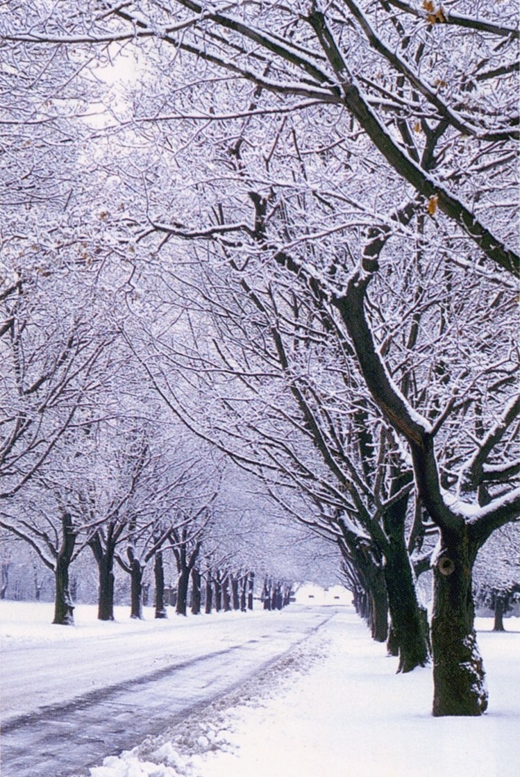 winter-trees-2009.jpg