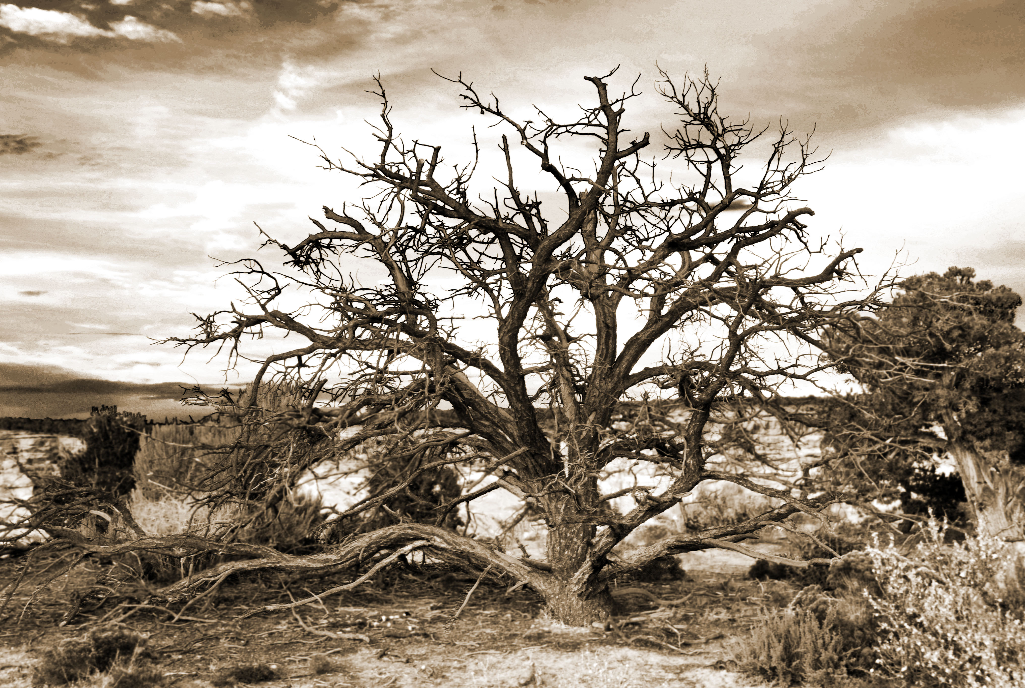 az_deserttree_sepia.jpg