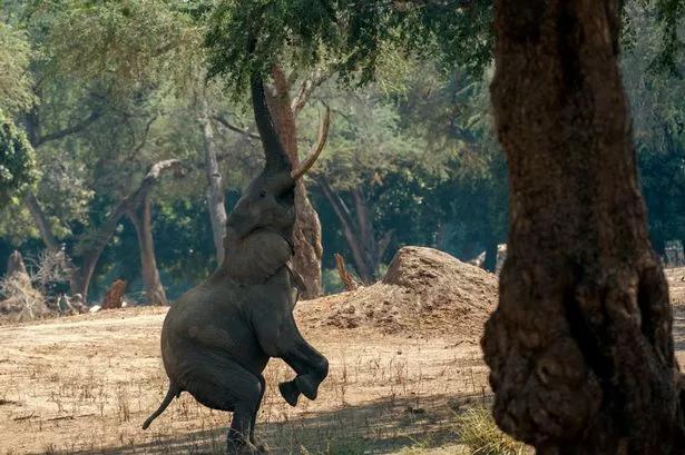 pay-The-elephant-reaches-up-to-get-leaves-off-the-trees.jpg