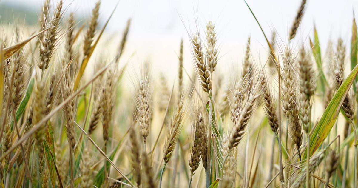 organicconsumers.org