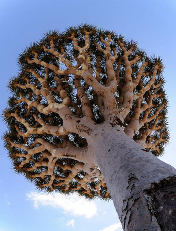 dragon-tree-canary-islands-2.jpg