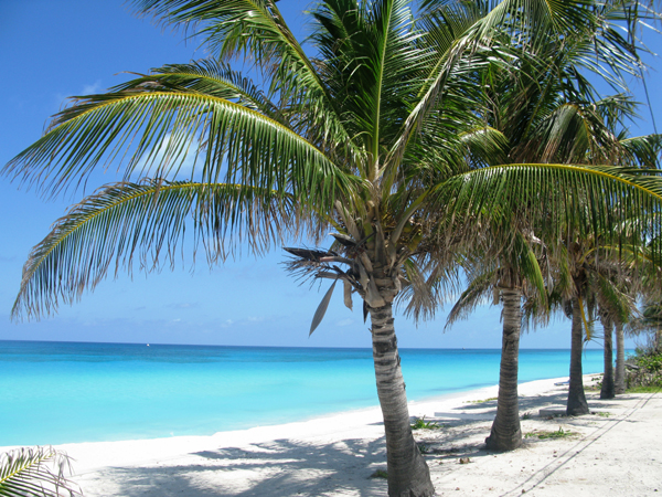 beach_and_palm_trees_bimini_bahamas_photo_weber_shandwick.jpg