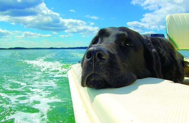 black-lab-trip-boat.jpg