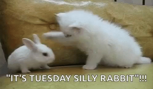 cat-bunny.gif