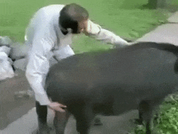 giphy-downsized-large.gif