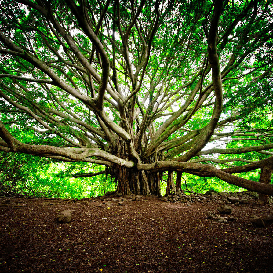 banyan-tree.jpeg