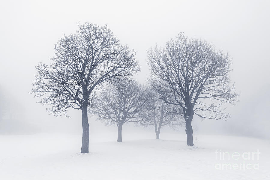 winter-trees-in-fog-elena-elisseeva.jpg