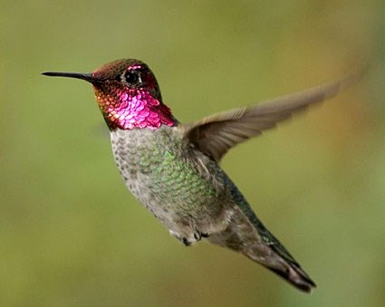 annas_hummingbird_sim_1.jpg