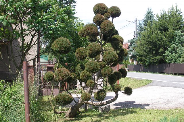 59053d1267752197-weird-pictures-pom-pom-tree.jpg