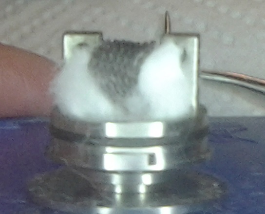 20160429_160239-1-jpg.550177