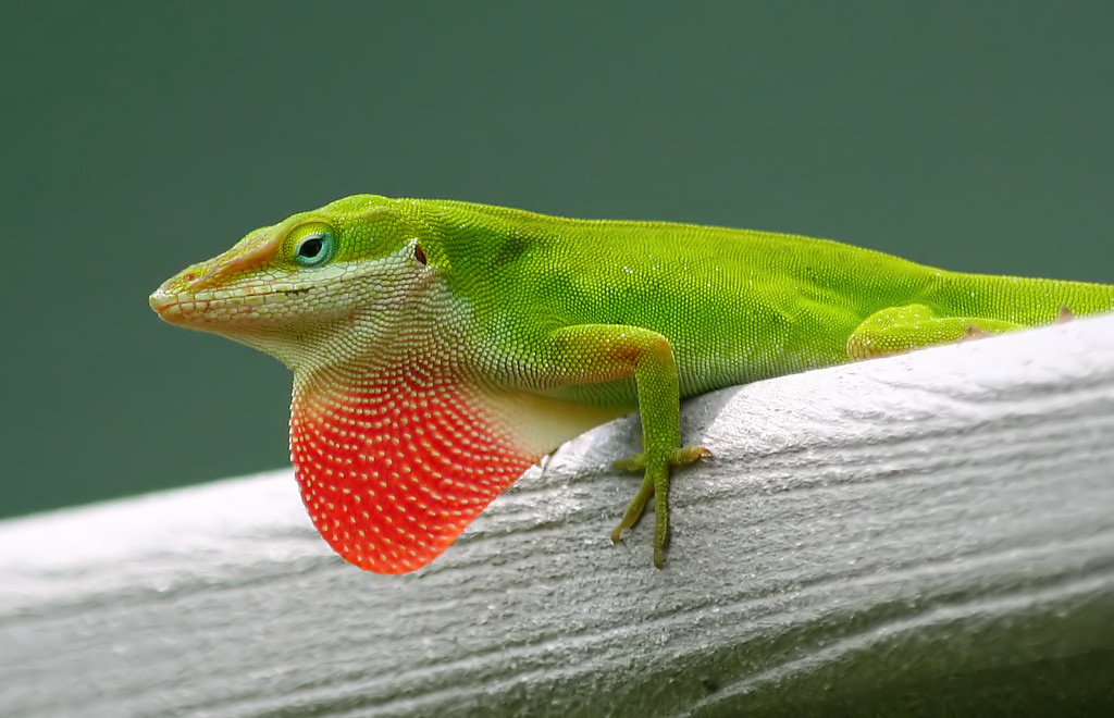 male-green-anole-by-ken-slade-cc.jpg