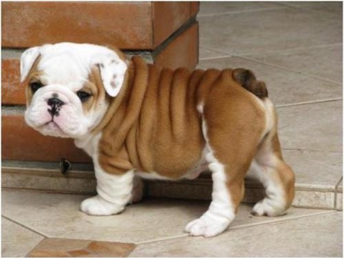 adorable-bull-dog-cute-dog-puppie-Favim.com-111748.jpg
