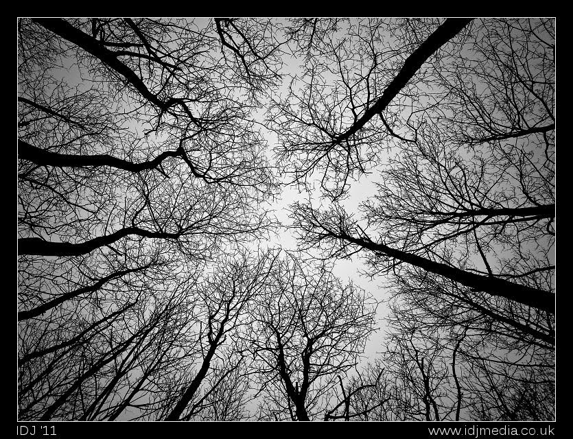 spooky%252Btree.jpg
