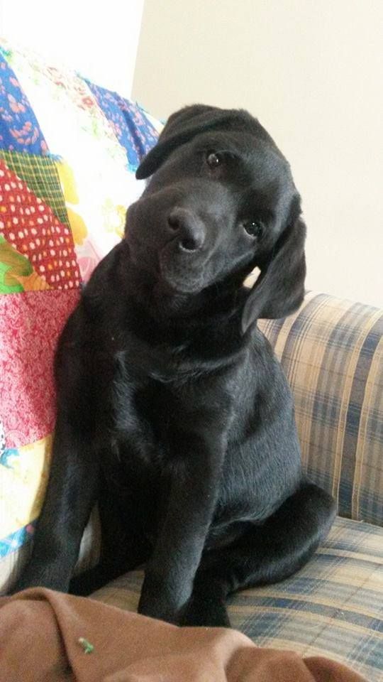 black-labrador-pics-thinking.jpg