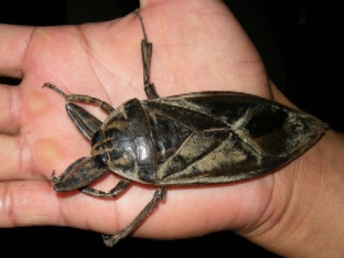 giant-water-bug.jpg