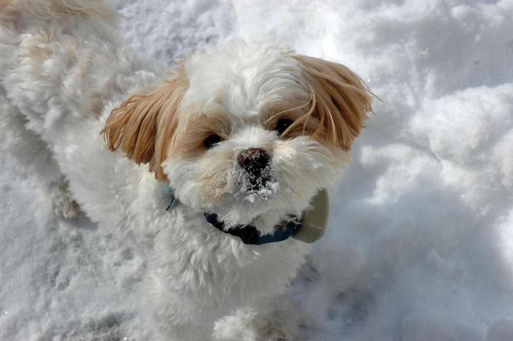 white_dog_eating_snow1000.jpg