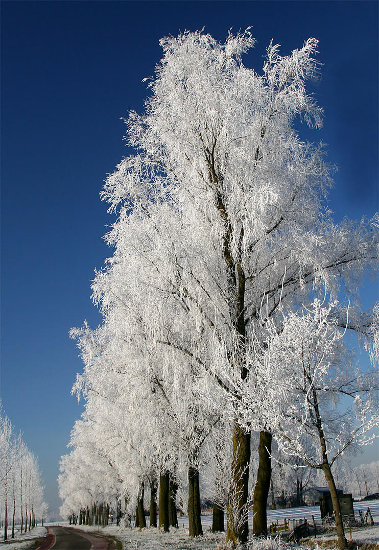 white_trees_in_a_row_by_betuwefotograaf.jpg