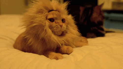 The-Tiny-Lion-Yawns-On-In-Its-Natural-Habitat-Bed.gif