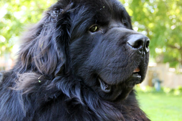 newfoundland_dog_pictures.jpg