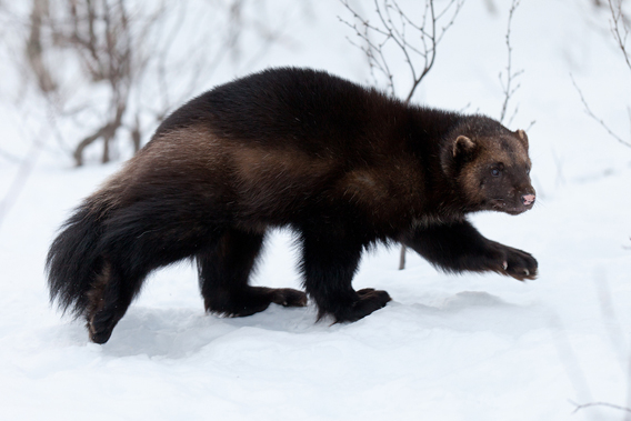 0205.bigstock-Wolverine-in-the-snow-35162669.568.jpg