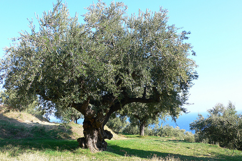 olive-trees-in-greece.jpg