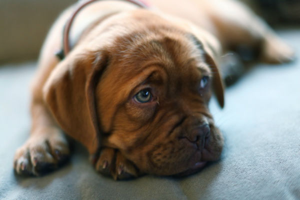 doguedebordeaux_dog_pictures_.jpg