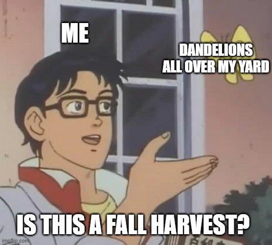 dandelion harvest meme