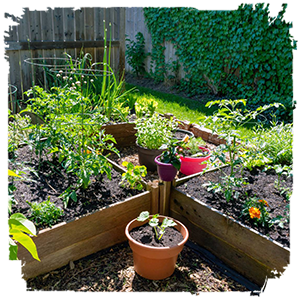 Fenced-in backyard setting with raised beds containing plants and tomato cages with potted plant adjacent on the ground; click to learn more.